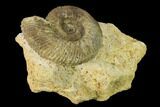 Bathonian Ammonite (Ebrayiceras) Fossil - France #152728-2